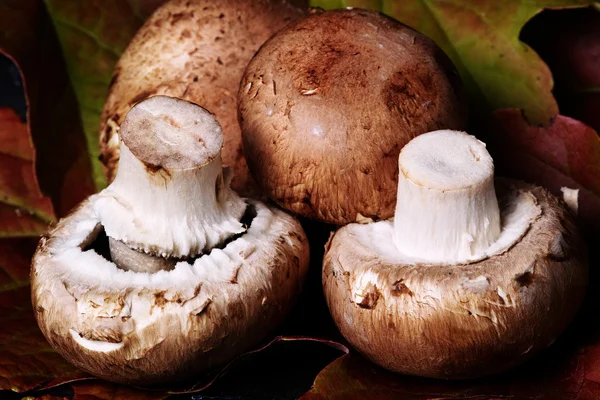 Cogumelos frescos — Fotografia de Stock