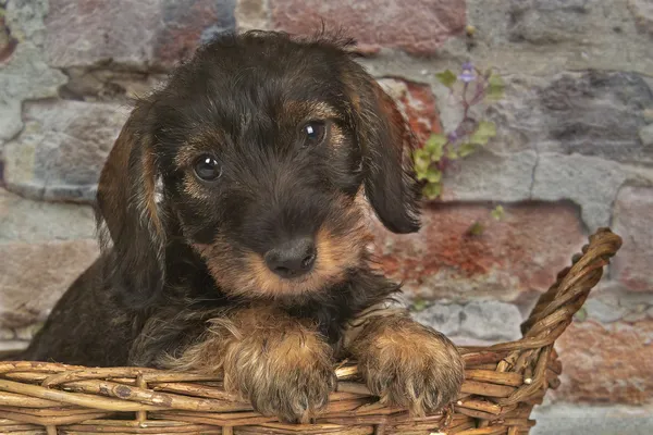 Είδος γερμανικού κυνηγετικού σκύλου κουτάβι Royalty Free Φωτογραφίες Αρχείου