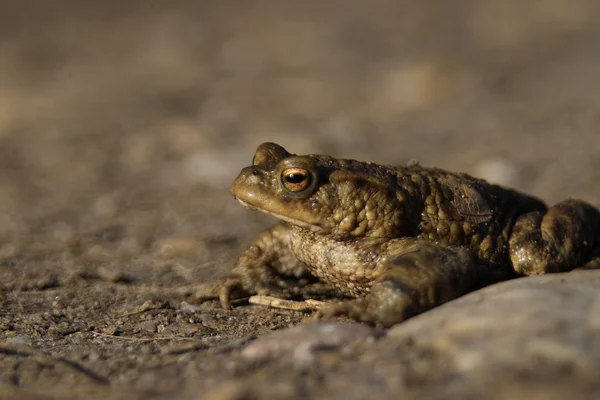 stock image Toad