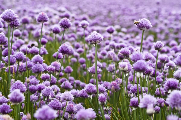 Stock image Chive flowers