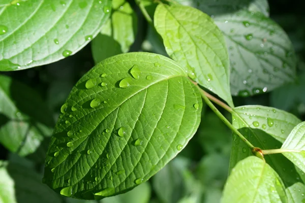 stock image Green leaf with drops of water