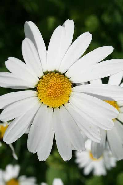 stock image Camomile