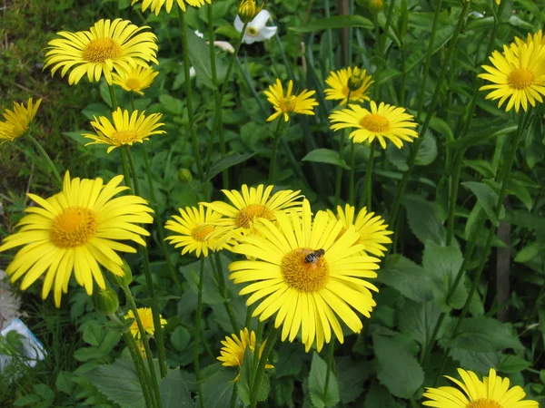 stock image Yellow camomile