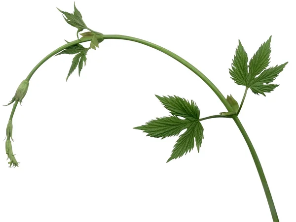 Stock image Hops plant