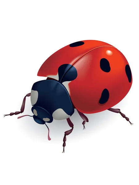 Ladybug. (Lat. Coccinellidae) — Stock Vector