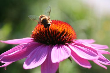 Çiçekteki arı