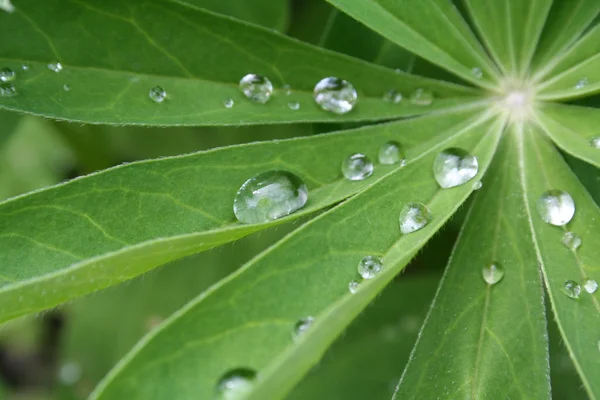 Краплі дощу на рослині — стокове фото