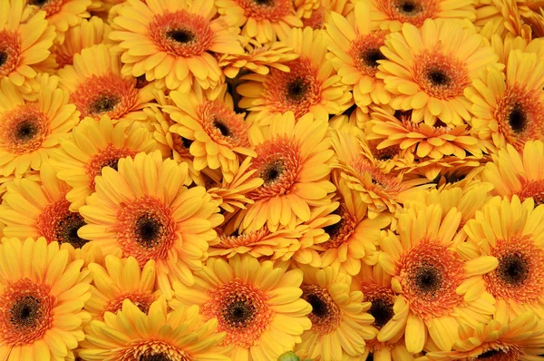 stock image Yellow gerbers