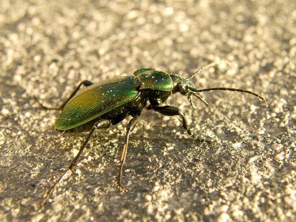 Escarabajo grande —  Fotos de Stock