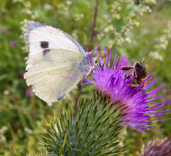 Biały motyla i pszczoła — Zdjęcie stockowe