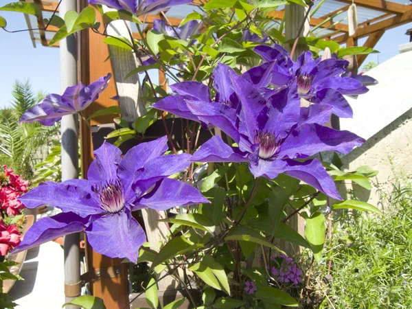 stock image Clematis