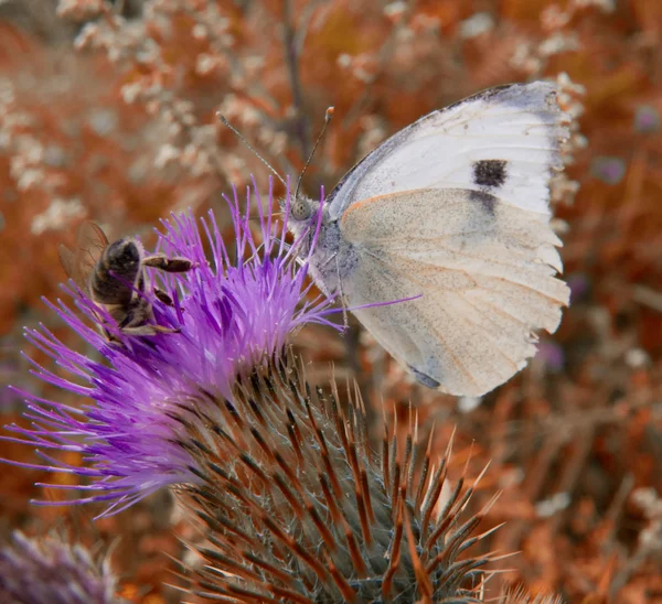 Beyaz buttefly ve arı — Stok fotoğraf