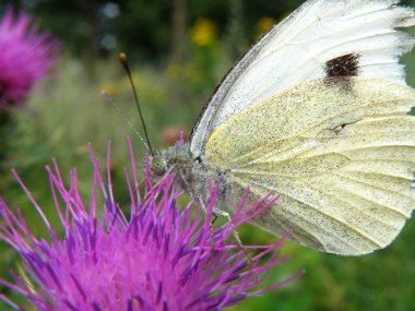 Beyaz buttefly