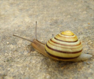 Snail clipart