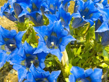 Blue gentians clipart