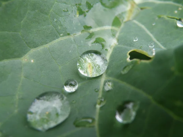 stock image Water drops