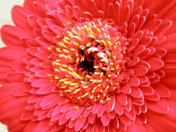 Dettaglio di una fioritura — Foto Stock