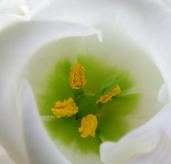 Detalje af en blomst - Stock-foto