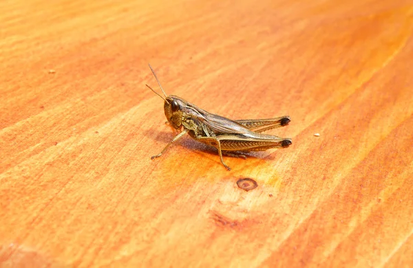 Sitzende Zikade auf einem Holz — Stockfoto