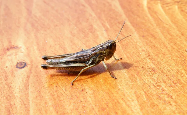 Sittande cicada på en trä — Stockfoto