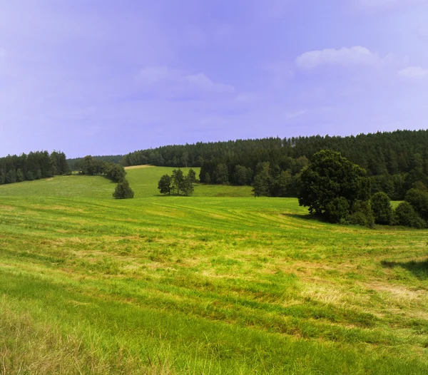 Field and meadow — Stock Photo, Image