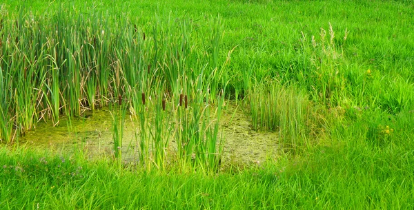 stock image Reed mace