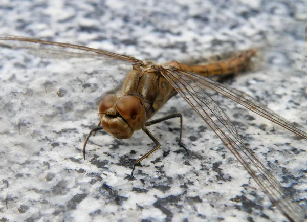 Mosca dragón — Foto de Stock