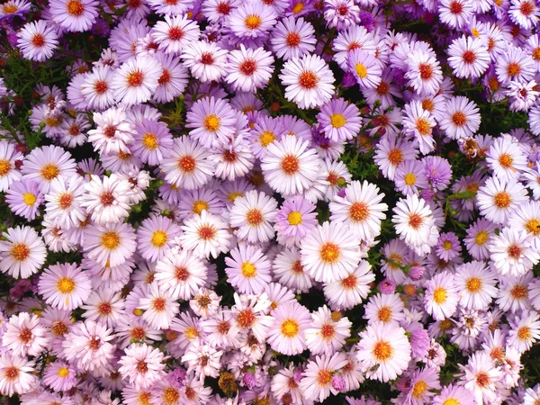 Sfondo fiore — Foto Stock