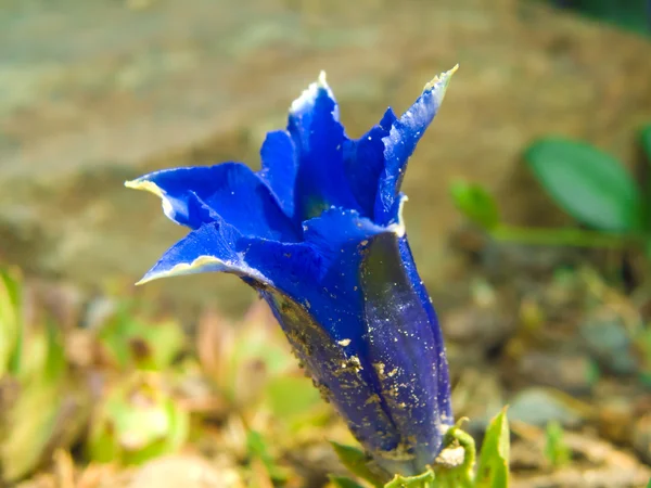 Genciana-azul — Fotografia de Stock