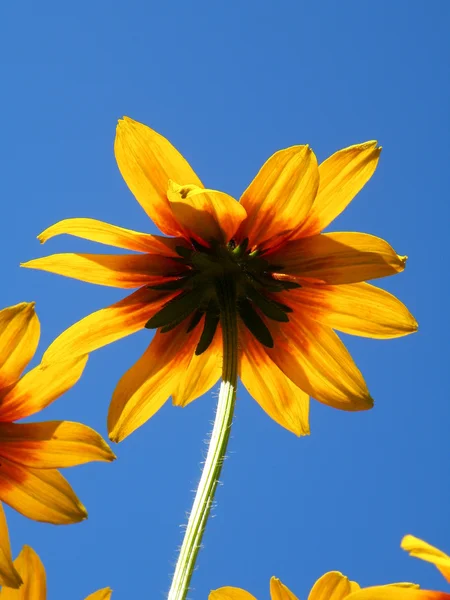 Detalle de una flor — Foto de Stock