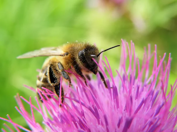 Biene auf Stachel — Stockfoto