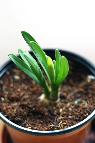 stock image Spring Growth