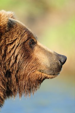 Profile of a Brown Bear clipart