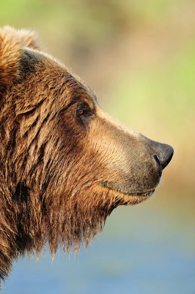 Profil d'un ours brun — Photo