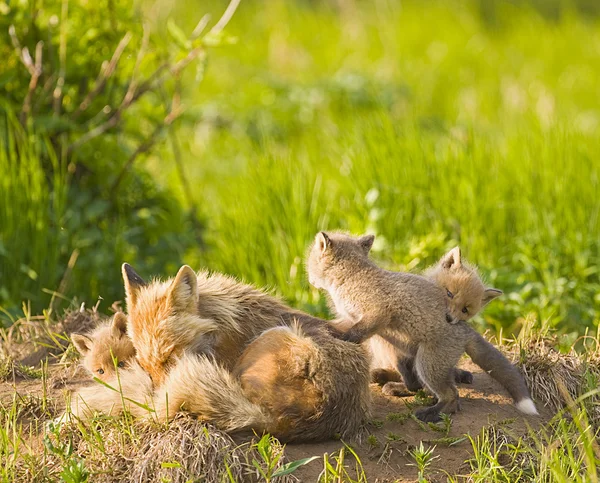Família Fox — Fotografia de Stock