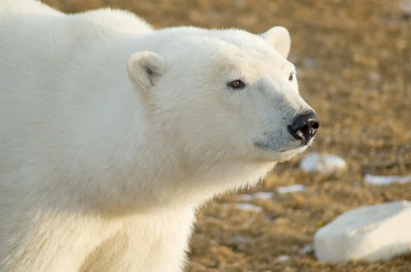 Белый медведь Лицензионные Стоковые Изображения