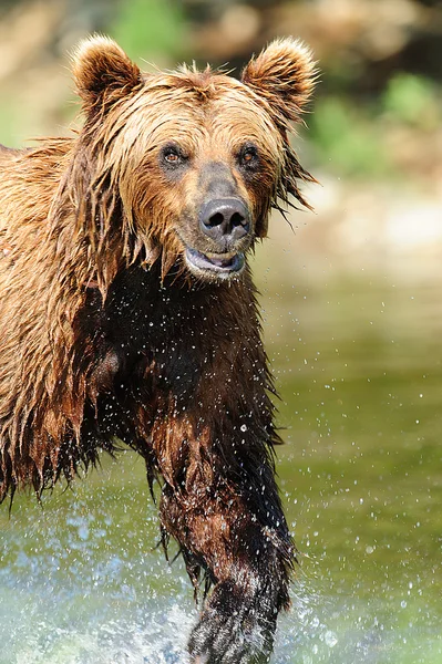 Grinsender Grizzly — Stockfoto