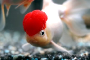 kırmızı bere oranda