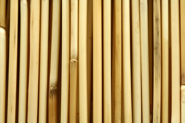 Bambù — Foto Stock
