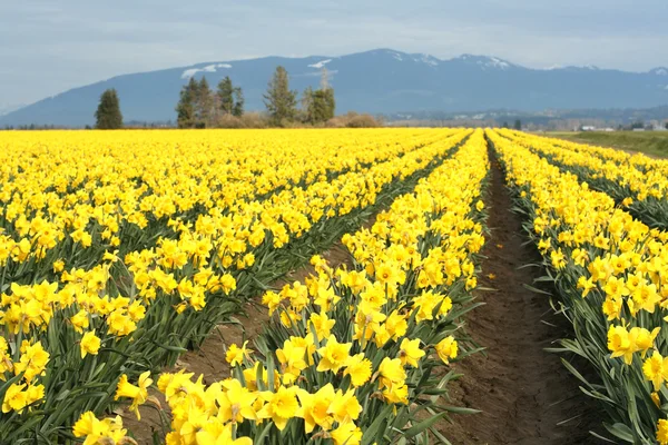 Κίτρινο daffodils — Φωτογραφία Αρχείου