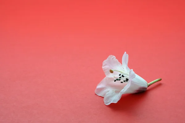 Stock image Lonely flower