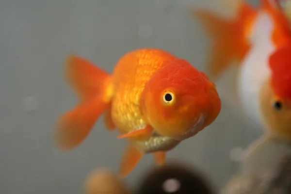 Lion head goldfish — Stock Photo, Image