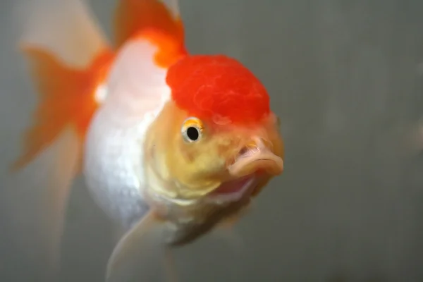 Oranda złota rybka — Zdjęcie stockowe