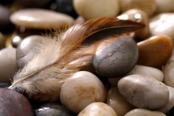 stock image Feather and rocks