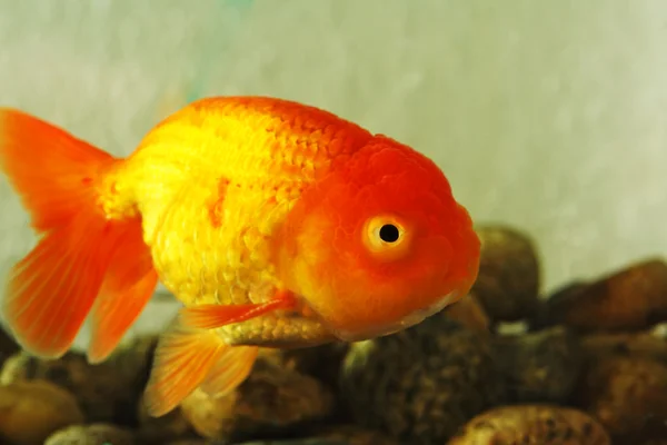 Peixe dourado chique — Fotografia de Stock
