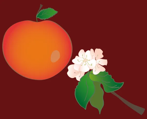 Jablko a jablko květiny — Stockový vektor