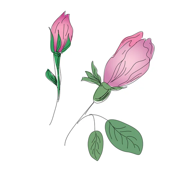 玫瑰花蕾铅笔素描 — 图库矢量图片