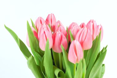 Spring tulips isolated clipart