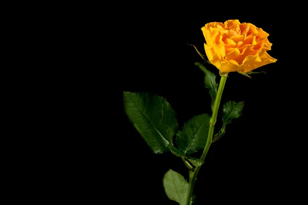 Yellow rose on black — Stock Photo, Image