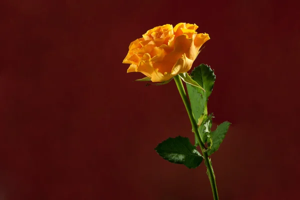 Frische orange Rose auf dunkelrotem Hintergrund — Stockfoto